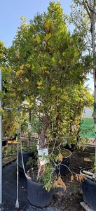 CALOCEDRUS DECURRENS AUREOVAR.