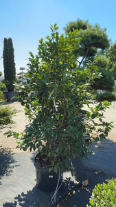 CAMELLIA JAPONICA K55   150/+ JAP&Aacute;N KAM&Eacute;LIA