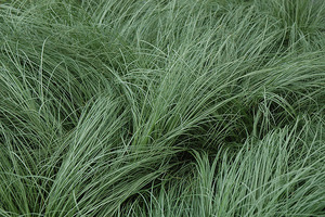 CAREX COMANS FROSTED CURLS