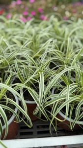 CAREX MORROWII FEATHER FALLS