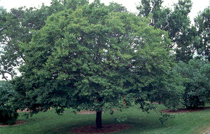 CARPINUS BETULUS K25   8/10/+  200/250  S&ouml;v&eacute;ny CARPINUS BETULUS