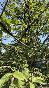 CARPINUS BETULUS