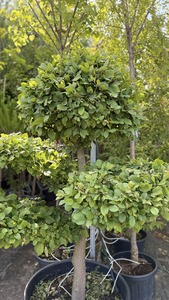 CARPINUS BETULUS K160  150/175  BF   BONSAI K&Ouml;Z&Ouml;NS&Eacute;GES  GYERTY&Aacute;N