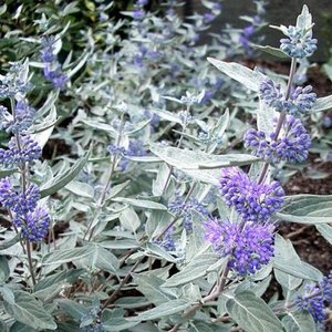 CARYOPTERIS CLAND. STERLING SI K2 ANGOL K&Eacute;KSZAK&Aacute;LL  STERLING SILVER