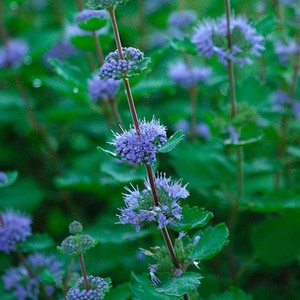 CARYOPTERIS INCANA KEY BLUE K2    30/40 KÍNAI KÉKSZAKÁLL  KEY BLUE