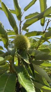 CASTANEA SATIVA MARRADI K18   T1/2 SZEL&Iacute;DGESZTENYE