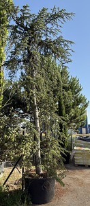 CEDRUS ATLANT. GLAUCA PENDULA