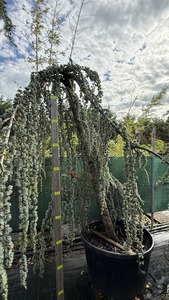 CEDRUS ATLANT. GLAUCA PENDULA
