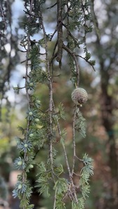 CEDRUS ATLANT. GLAUCA PENDULA