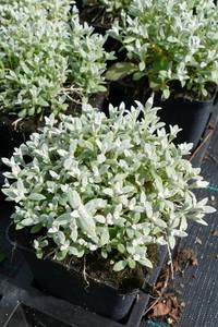 CERASTIUM TOMENTOSUM