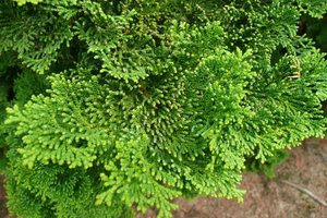 CHAM. OBT. NANA GRACILIS K1,5  10/20 HINOKI  HAMISCIPRUS