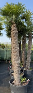 CHAMAEROPS EXCELSA K150  T220/230 K&Iacute;NAI KENDERP&Aacute;LMA