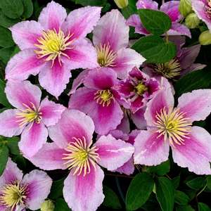 CLEMATIS SP. CS15  50/70  (KAR&Oacute;ZOTT) ISZALAG FAJT&Aacute;K