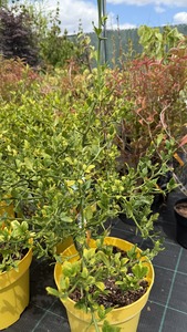 PONCIRUS TRIFOLIATA K5    40/50 VADCITROM