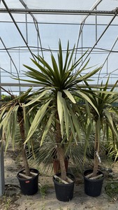 CORDYLINE AUSTRALIS PEKO K25  175/+ D&Eacute;LI BUNK&Oacute;LILIOM