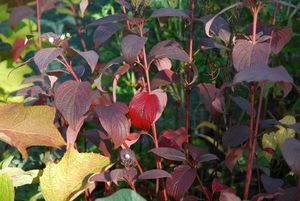 CORNUS ALBA SIBERIAN PEARLS K5  60/80 FEH&Eacute;R SOM   SIBERIAN PEARLS