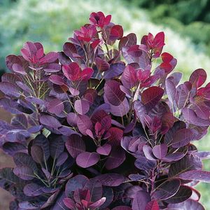 COTINUS COGGYGRIA ROYAL PURPLE K8   T90 B&Iacute;BOR  CSERSZ&Ouml;M&Ouml;RCE