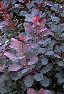 COTINUS COGGYGRIA ROYAL PURPLE K3    40/60 B&Iacute;BOR CSERSZ&Ouml;M&Ouml;RCE