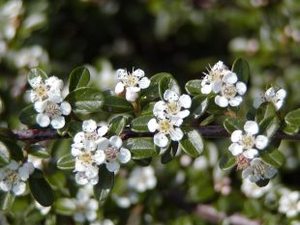 COTONEASTER D. SKOGHOLM L&Aacute;DA 24DB CS9 SZŐNYEGMAD&Aacute;RBIRS