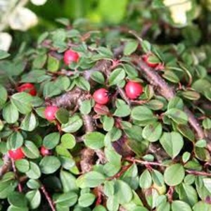 COTONEASTER PR. QUEEN OF CARP. K2   20/40 K&Uacute;SZ&Oacute; MAD&Aacute;RBIRS   QUEEN OF CARPETS