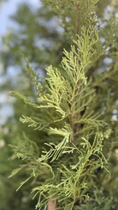 CUPRESSOC. LEYL. PYRAMIDALIS K35   200/250 OSZLOPOS LEYLAND CIPRUS