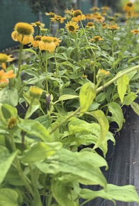 ECHINACEA PURPUREA GOLDEN YELL CS13 B&Iacute;BOR  KASVIR&Aacute;G  GOLDEN YELLOW