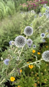 ECHINOPS RITRO CS15 SZAM&Aacute;RKENY&Eacute;R
