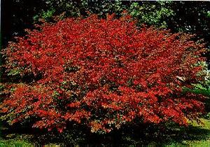 EUONYMUS ALATUS COMPACTUS K3 SZ&Aacute;RNYAS KECSKER&Aacute;G&Oacute; COMPACTUS