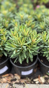 EUPHORBIA MART.  ASCOT PETIT CS14 KUTYATEJ