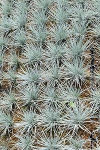 FESTUCA GLAUCA ELIJAH BLUE