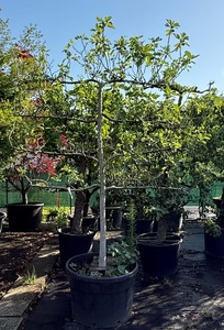 FICUS CARICA K230  T90/100  4 EMELETES SPALIER K&Ouml;Z&Ouml;NS&Eacute;GES F&Uuml;GE