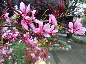 GAURA LINDHEIMERI GAMBIT RED L&Aacute;DA 24DB CS9 &Eacute;VELŐ D&Iacute;SZGYERTYA GAMBIT RED