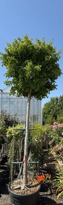 GINKGO BILOBA MARIKEN K150  20/25    SF G&Ouml;MB P&Aacute;FR&Aacute;NYFENYŐ