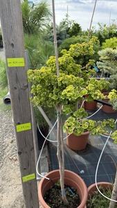 GINKGO BILOBA TROLL K18 T&ouml;rzses P&Aacute;FR&Aacute;NYFENYO TROLL