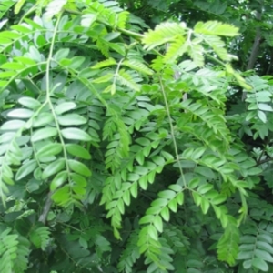 GLEDITSIA TRIACANTHOS SKYLINE K18   6/8 OSZLOPOS LEP&Eacute;NYFA