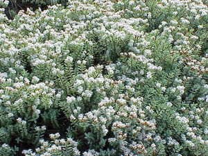 HEBE PINGUIFOLIA K3    20/25 VASKOSLEVELU VERONIKACSERJE