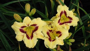 HEMEROCALLIS EL DESPERADO K2 S&Aacute;SLILIOM
