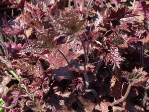 HEUCHERA AMER. PALACE PURPLE L&Aacute;DA 24DB CS9 AMERIKAI TŰZESŐ