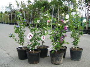 HIBISCUS SYRIACUS FAJT&Aacute;K K11   T80 KERTI M&Aacute;LYVACSERJE FAJT&Aacute;K