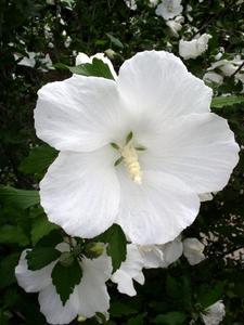 HIBISCUS SYRIACUS DIANA K3 KERTI M&Aacute;LYVACSERJE DIANA
