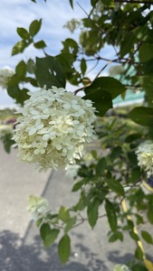HYDRANGEA PANICULATA LIMELIGHT K150  175/200 BUG&Aacute;S HORTENZIA