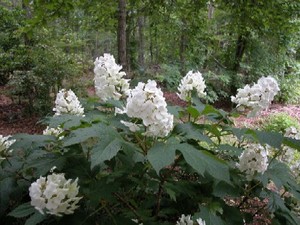 HYDRANGEA QUERCIFOLIA K3    20/30 T&Ouml;LGYLEVELŰ HORTENZIA