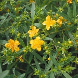 HYPERICUM KALMIANUM GEMO K3    30/40 KANADAI ORB&Aacute;NCFŰ
