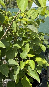 IDESIA POLYCARPA K45   100/125  BFA SZŐLŐBORSFA