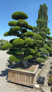 ILEX CRENATA KINME K240/260  BONSAI  ART.71 CSIPK&Eacute;SLEVELŰ MAGYAL
