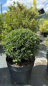ILEX CRENATA STOKES K10   30 CM    G&Ouml;MB CSIPK&Eacute;SLEVELŰ MAGYAL