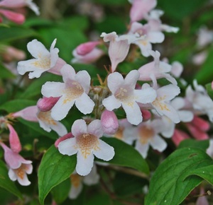 KOLKWITZIA AMABILIS PINK CLOUD