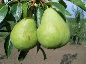 PYRUS COMMUNIS K12   6/8 K&Ouml;RTE FAJT&Aacute;K