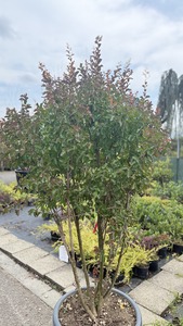 LAEGERSTROEMIA INDICA SP. K100  175/200  T&Ouml;BBT&Ouml;RZSES K&Iacute;NAI SELYEMMIRTUSZ