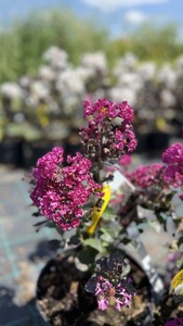 LAGERSTROEMIA FAJT&Aacute;K K4 SELYEMMIRTUSZ